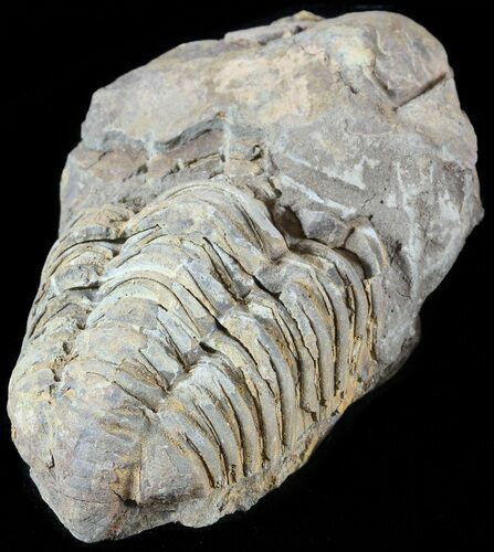 Calymene Trilobite From Morocco #49624